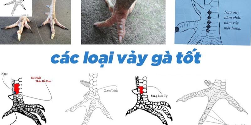 Gà chọi có vảy tốt sở hữu sức mạnh đỉnh cao